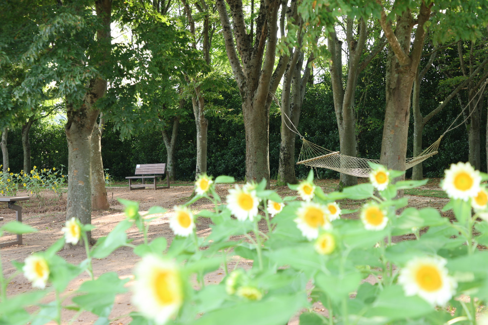 世羅高原農場内　四季折々様々な美しさ　　世羅高原農場IMG_0921